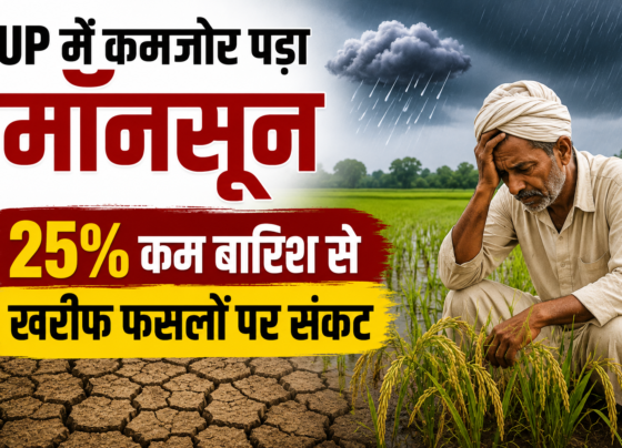 UP Mein Kamzor Pada Monsoon Se Dhan Ki Fasal Par Asar