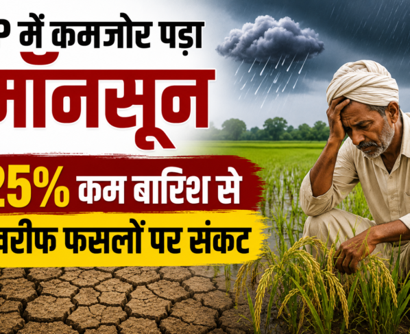 UP Mein Kamzor Pada Monsoon Se Dhan Ki Fasal Par Asar