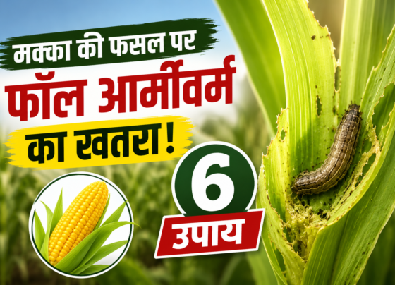 Makka Fasal Par Fall Armyworm Ke Khatre Se Kaise Bache?