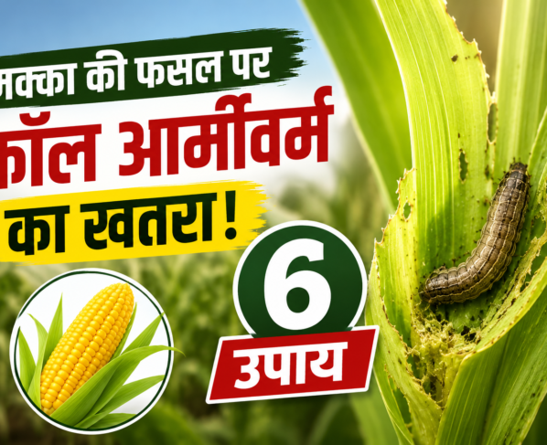 Makka Fasal Par Fall Armyworm Ke Khatre Se Kaise Bache?