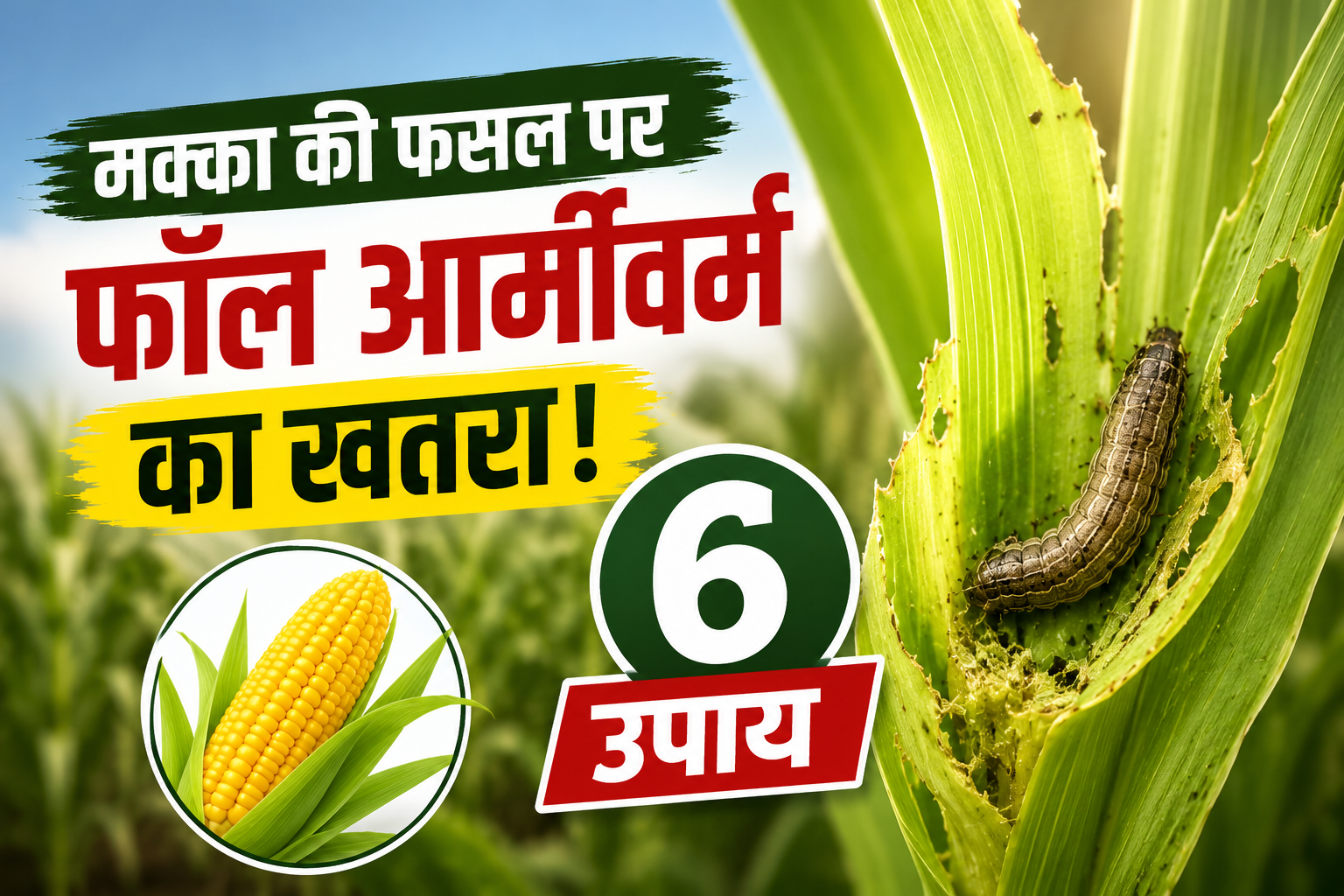 मक्का की फसल को बचाने के 6 असरदार उपाय जानें Makka Fasal Par Fall Armyworm Ke Khatre Se Kaise Bache?