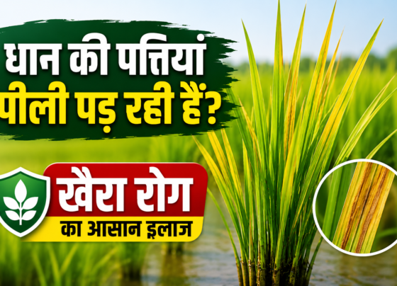 Dhan Me Khaira Rog Ka Ilaj Kaise Kare