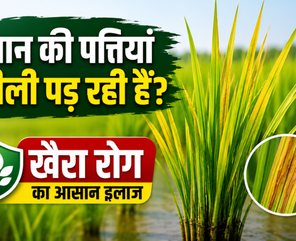 Dhan Me Khaira Rog Ka Ilaj Kaise Kare