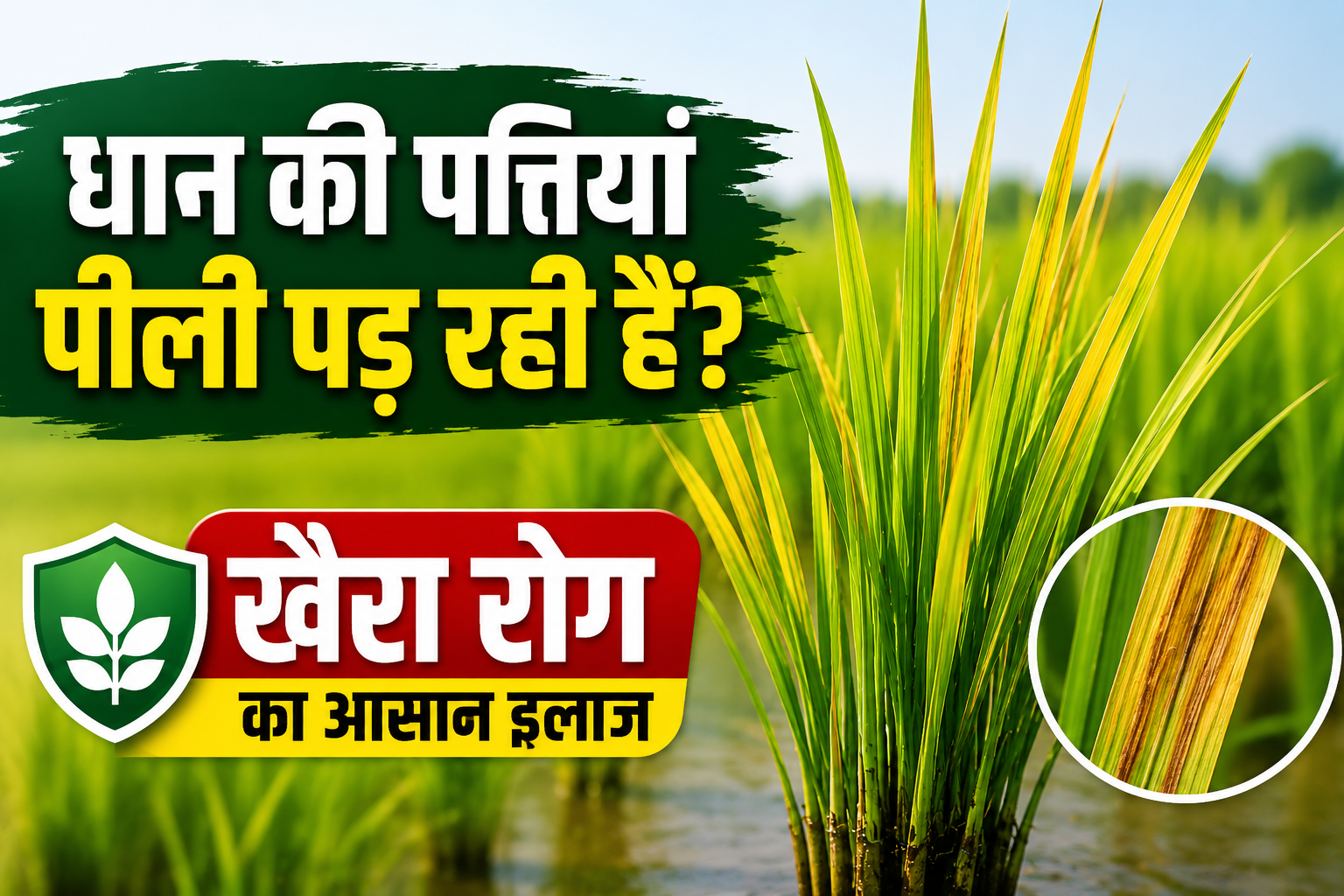 धान की पत्तियां पीली पड़ रही हैं? जानें पहचान, कारण और आसान इलाज  Dhan Me Khaira Rog Ka Ilaj Kaise Kare