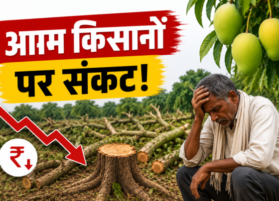 Karnataka Me Aam Ke Daam Girne Se Kisan Pareshan