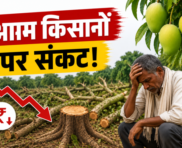 Karnataka Me Aam Ke Daam Girne Se Kisan Pareshan