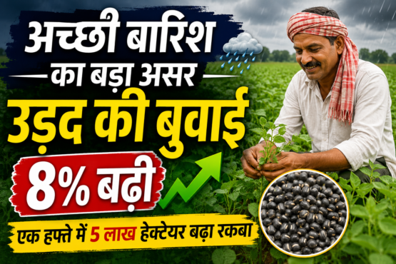 Achhi Barish Se Urad Ki Buwai 8 Percent Badhi