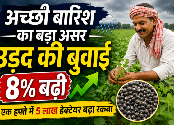 Achhi Barish Se Urad Ki Buwai 8 Percent Badhi