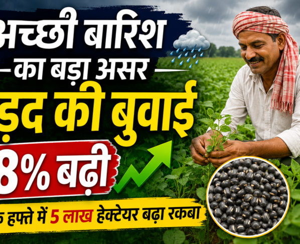 Achhi Barish Se Urad Ki Buwai 8 Percent Badhi