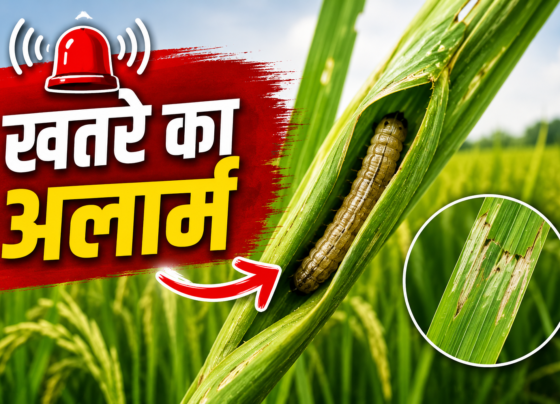 Dhan Mein Patta Lapetak Keet Ka Niyantran Kaise Kare