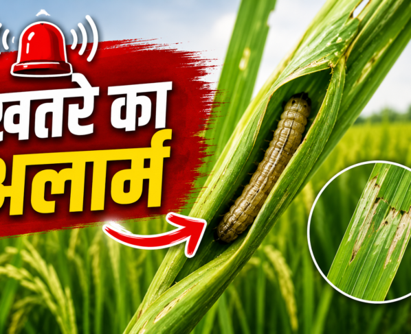 Dhan Mein Patta Lapetak Keet Ka Niyantran Kaise Kare