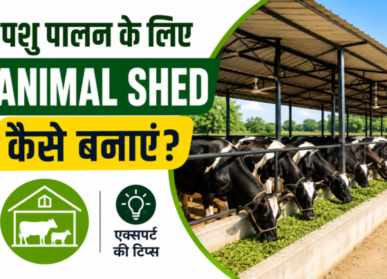 Pashu Palan Ke Liye Animal Shed Kaise Banaye
