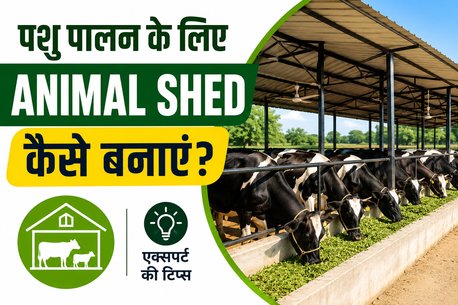 पशु पालन के लिए एक्सपर्ट की ये टिप्स बढ़ाएंगी दूध उत्पादन और पशुओं की सेहत Pashu Palan Ke Liye Animal Shed Kaise Banaye