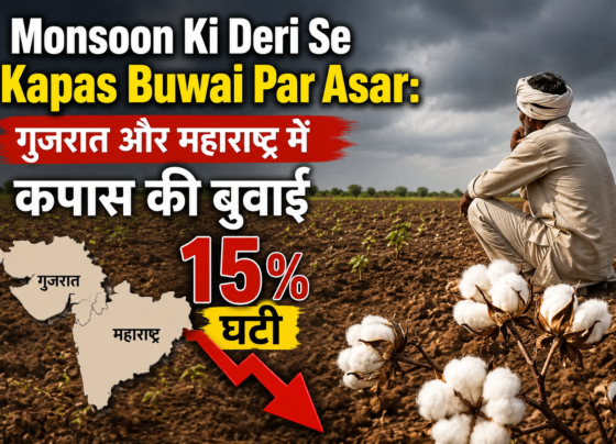 Monsoon Ki Deri Se Kapas Buwai Par Asar
