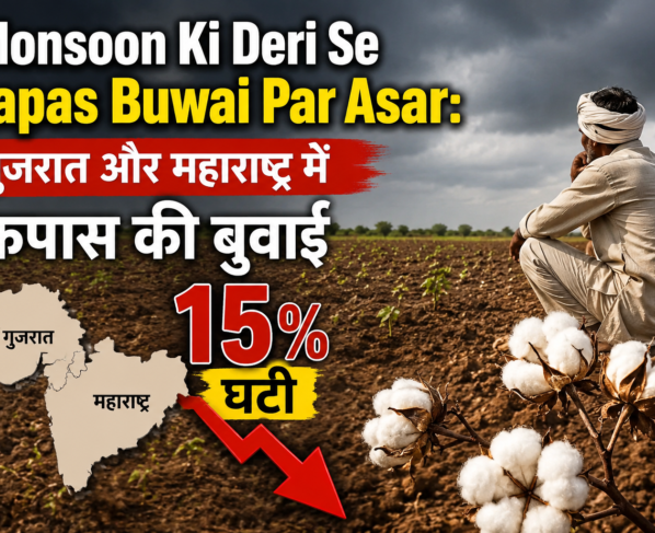 Monsoon Ki Deri Se Kapas Buwai Par Asar