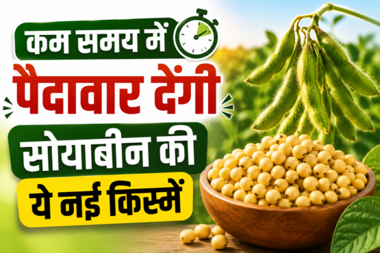Kam Samay Me Paidavar Dengi Soyabean Ki Ye Nayi Kisme