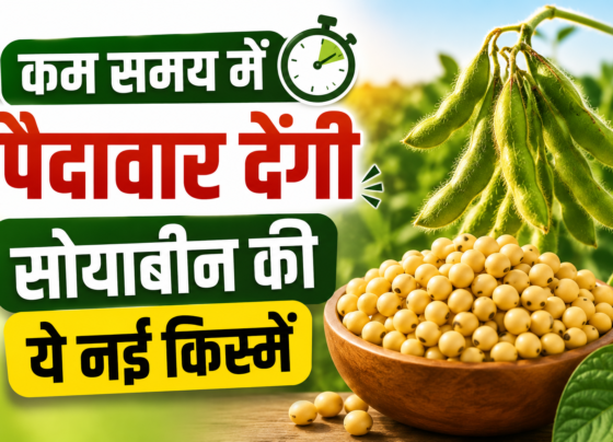 Kam Samay Me Paidavar Dengi Soyabean Ki Ye Nayi Kisme