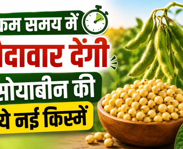 Kam Samay Me Paidavar Dengi Soyabean Ki Ye Nayi Kisme