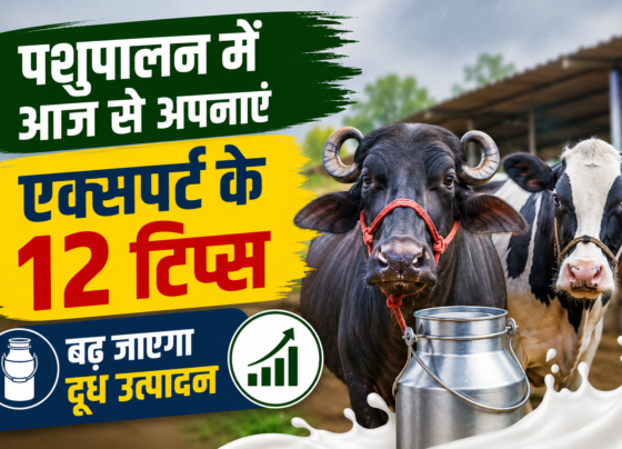 Pashupalan Mein Doodh Utpadan Badhane Ke Tips