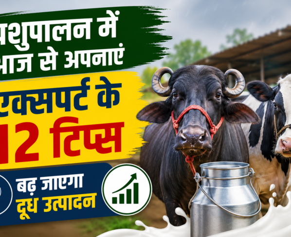 Pashupalan Mein Doodh Utpadan Badhane Ke Tips