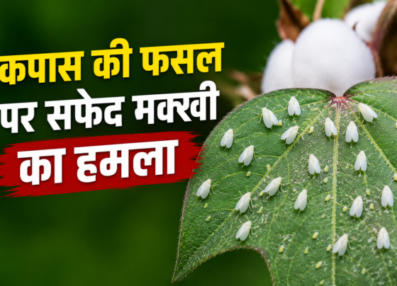 Cotton Farming