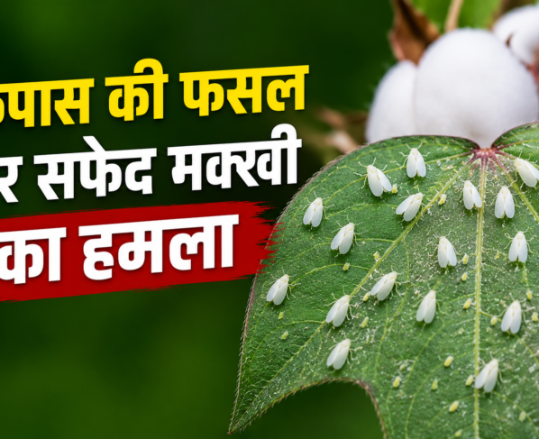 Cotton Farming
