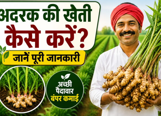 Adrak Ki Kheti Kaise Kare?
