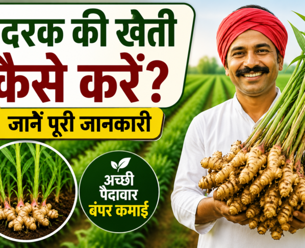 Adrak Ki Kheti Kaise Kare?