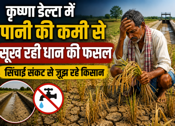 Krishna Delta Mein Pani Ki Kami Se Dhan Ki Fasal Sukh Rahi Hai
