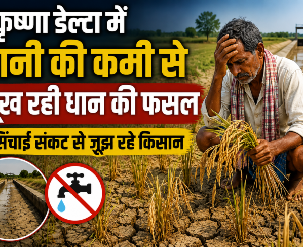 Krishna Delta Mein Pani Ki Kami Se Dhan Ki Fasal Sukh Rahi Hai