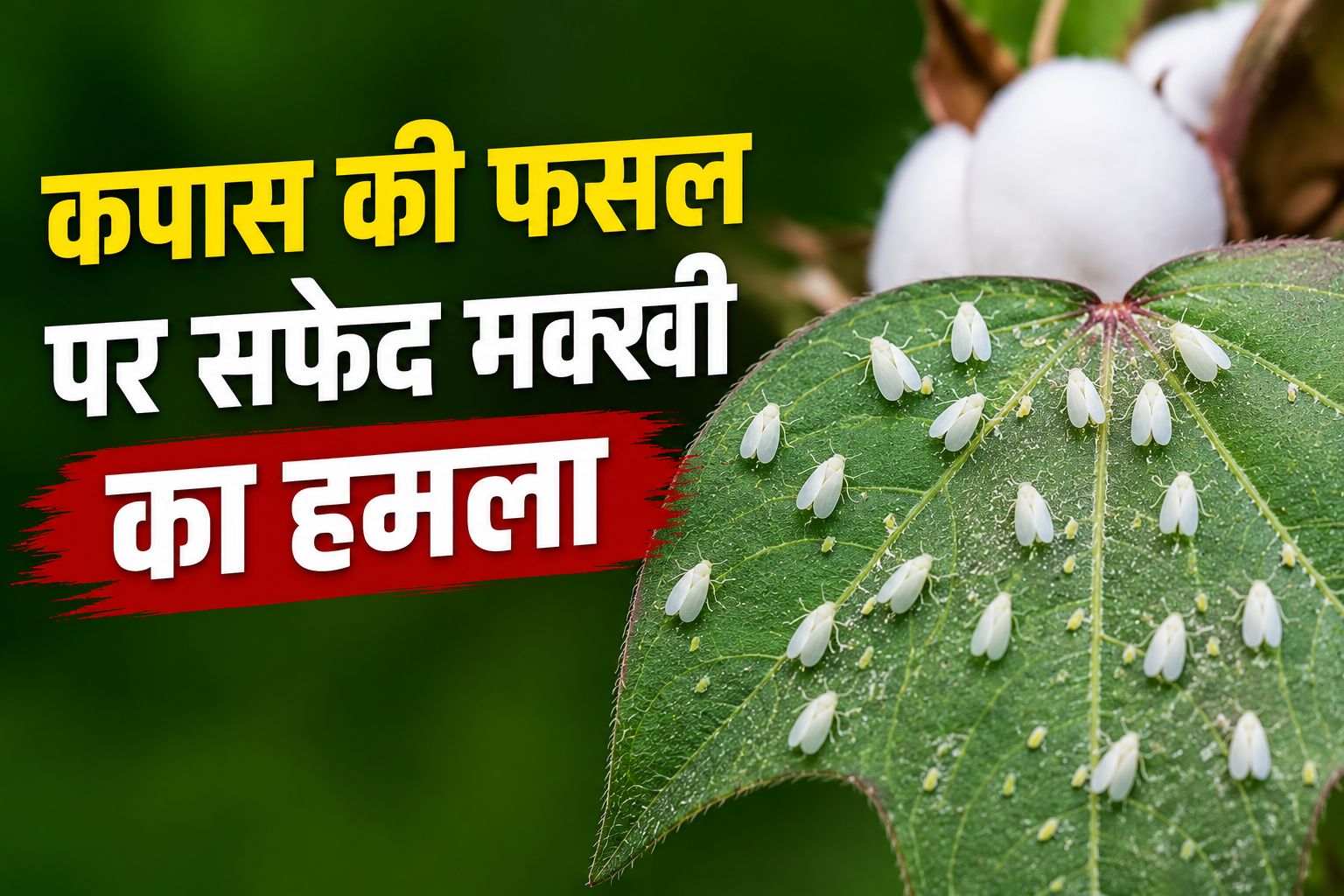 Cotton Farming: कपास की फसल पर सफेद मक्खी का हमला, कृषि वैज्ञानिकों ने जारी की एडवाइजरी, तुरंत करें ये काम