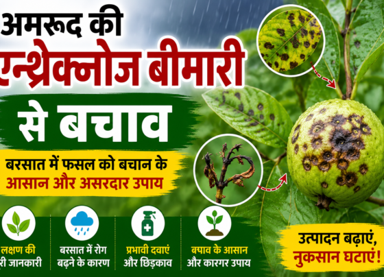 Amrud Ki Anthracnose Bimari Se Bachav