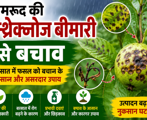 Amrud Ki Anthracnose Bimari Se Bachav