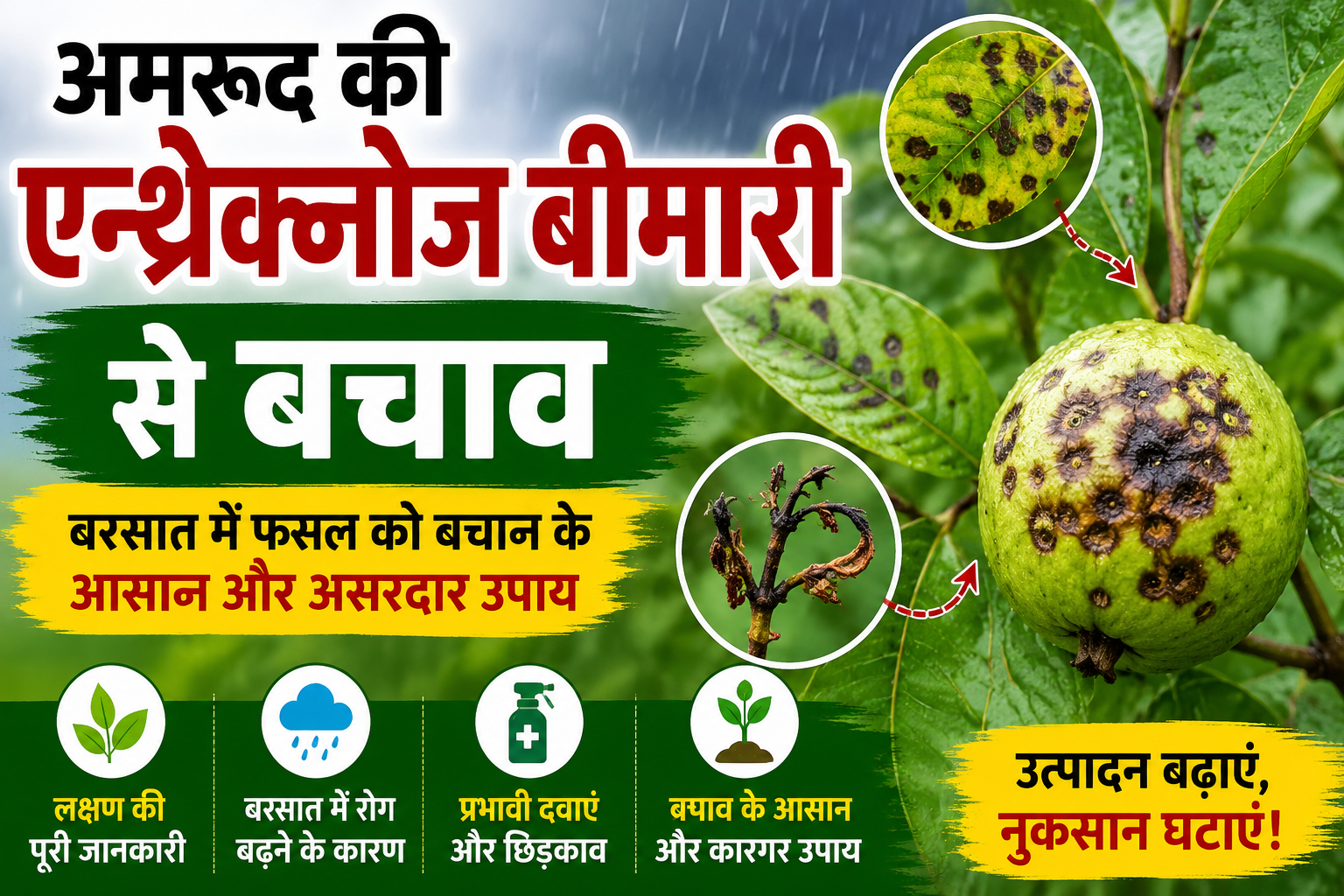 बरसात में अमरूद की फसल को सुरक्षित रखने के आसान और असरदार उपाय  Amrud Ki Anthracnose Bimari Se Bachav