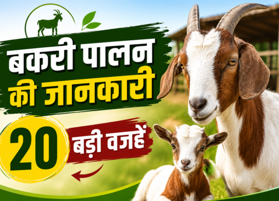 Bakri Palan Ki Jankari