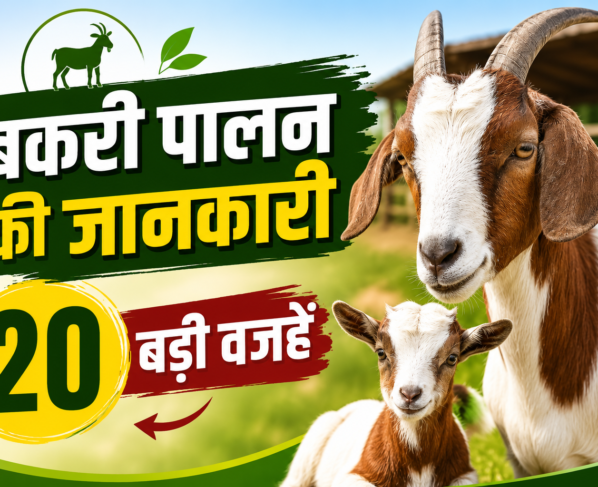 Bakri Palan Ki Jankari