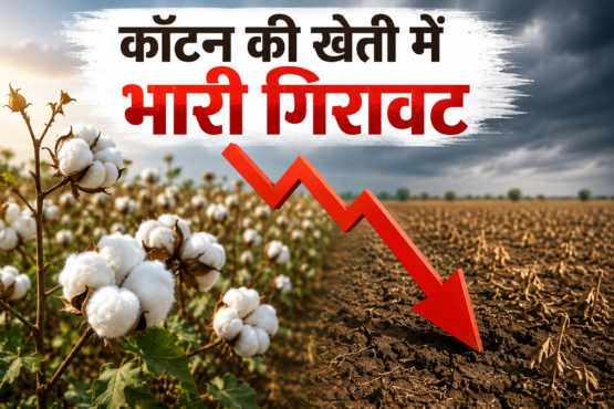 Kapas Ki Bunai Me Giravat