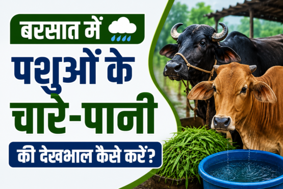 Barsaat Me Pashuon Ke Chare-Pani Ki Dekhbhal Kaise Kare?