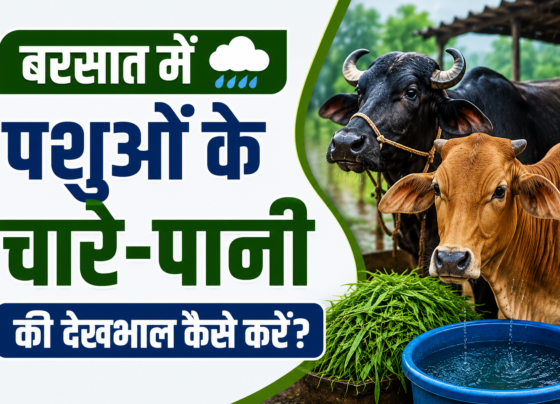 Barsaat Me Pashuon Ke Chare-Pani Ki Dekhbhal Kaise Kare?