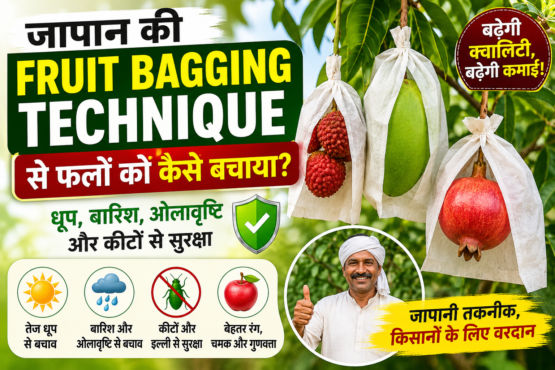Japan Fruit Bagging Technique Se Phalon Ko Kaise Bachaya
