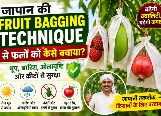 Japan Fruit Bagging Technique Se Phalon Ko Kaise Bachaya