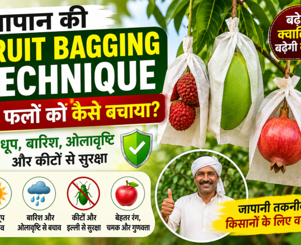 Japan Fruit Bagging Technique Se Phalon Ko Kaise Bachaya
