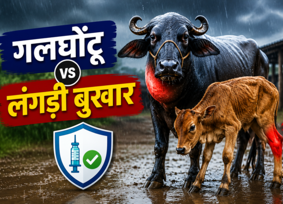 Barsat Mein Pashuon Mein Galghontu Aur Langdi Bukhar Se Bachav