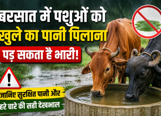 Barsat Me Pashuon Ko Pani Pilane Ke Tips