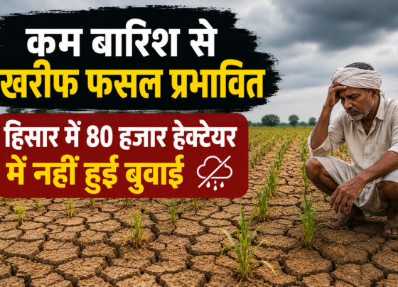 Haryana Mein Kam Barish Se Kharif Fasal Prabhavit