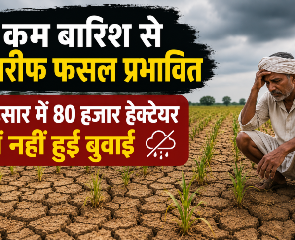 Haryana Mein Kam Barish Se Kharif Fasal Prabhavit