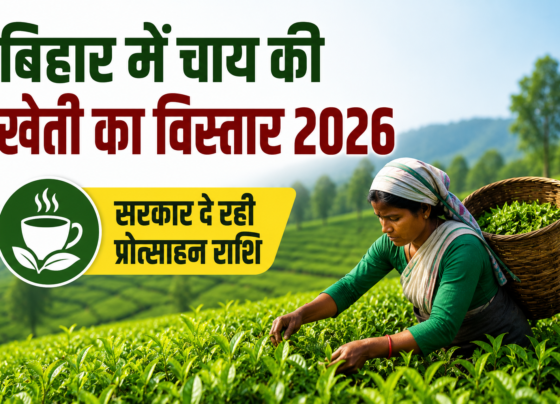 Bihar Mein Chai Ki Kheti Ka Vistar 2026