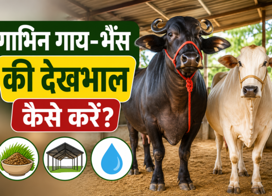 Gabhin Gay Bhains Ki Dekhbhal Kaise Kare