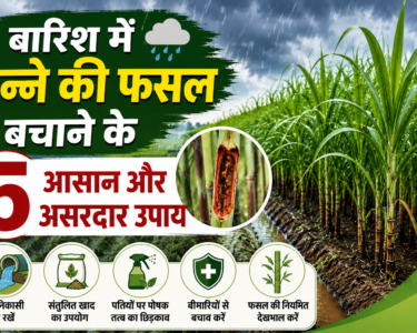 Monsoon me Ganne ki Kheti