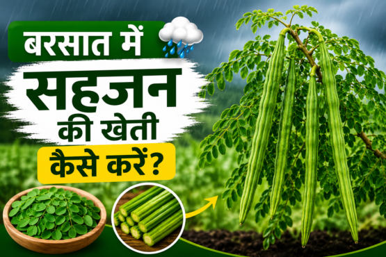 Barish Me Sahjan Ki Kheti Kaise Kare
